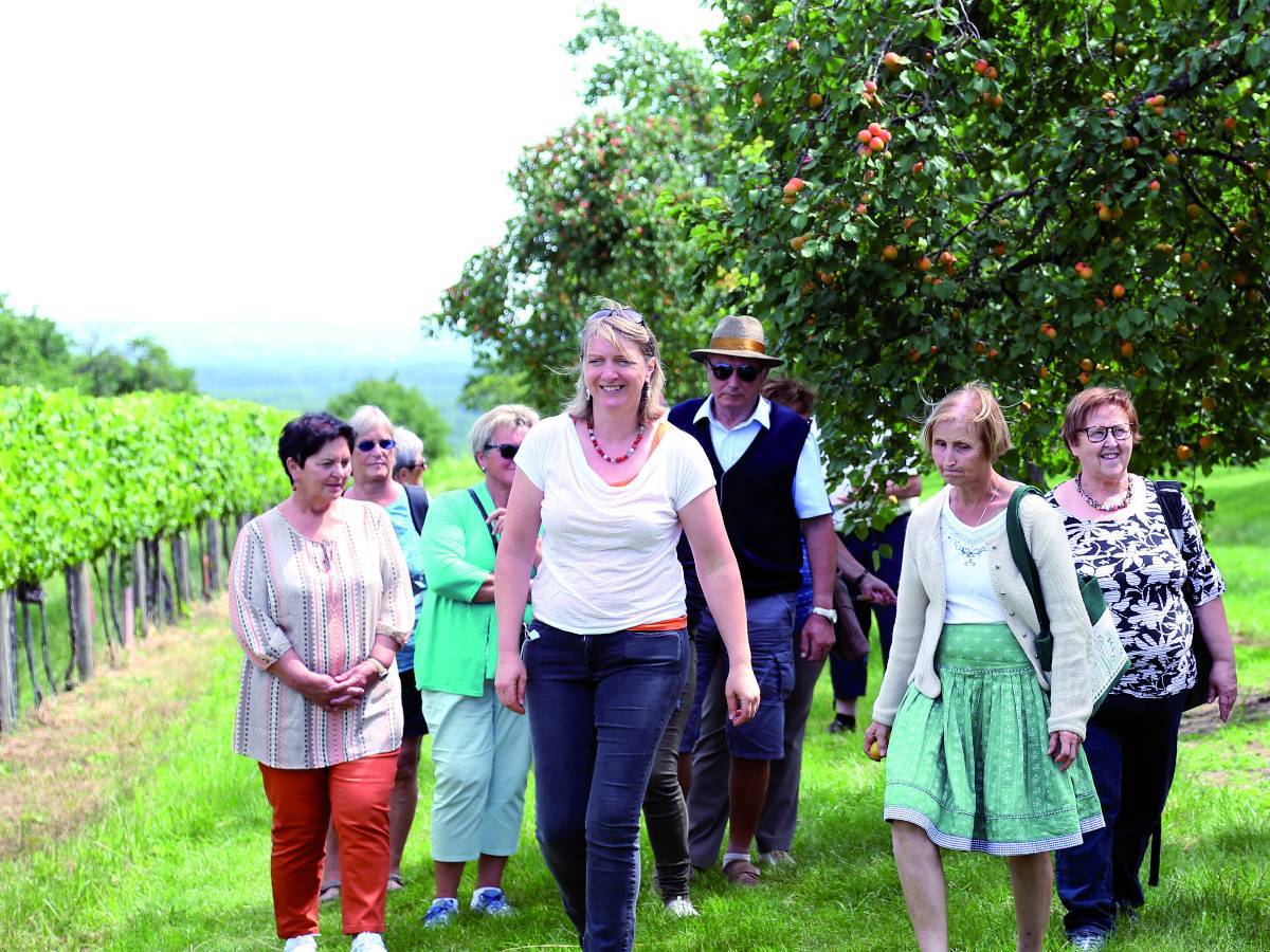 Führung in Lillis Marillengarten