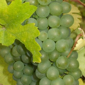 Wein